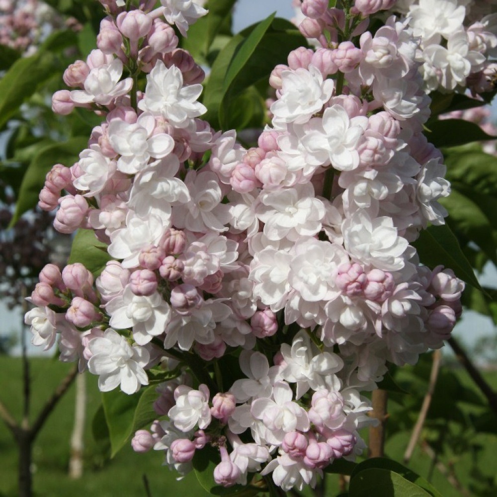 Сирень обыкновенная Красавица Москвы Н 60-80 см, в горшке 7-10 л  1шт