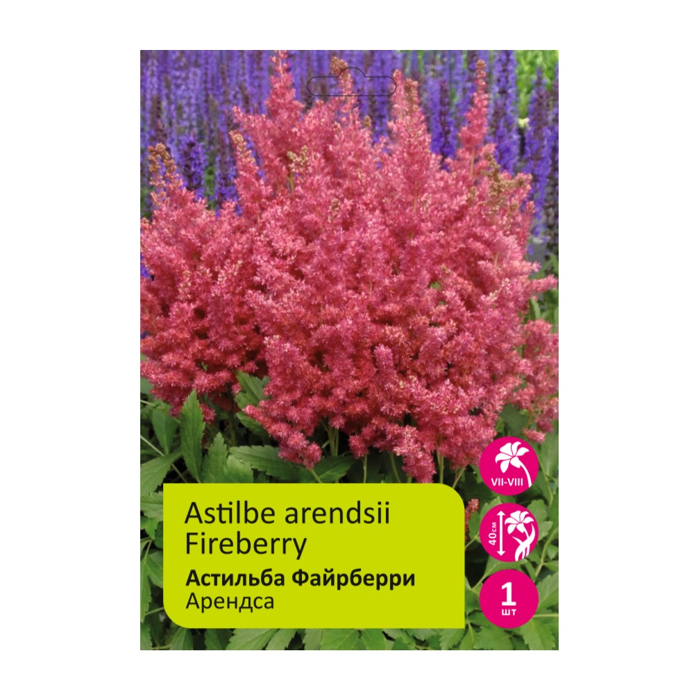Астильба Файрберри Гибридная 1шт 2/3 /Astilbe Arendsii Fireberry