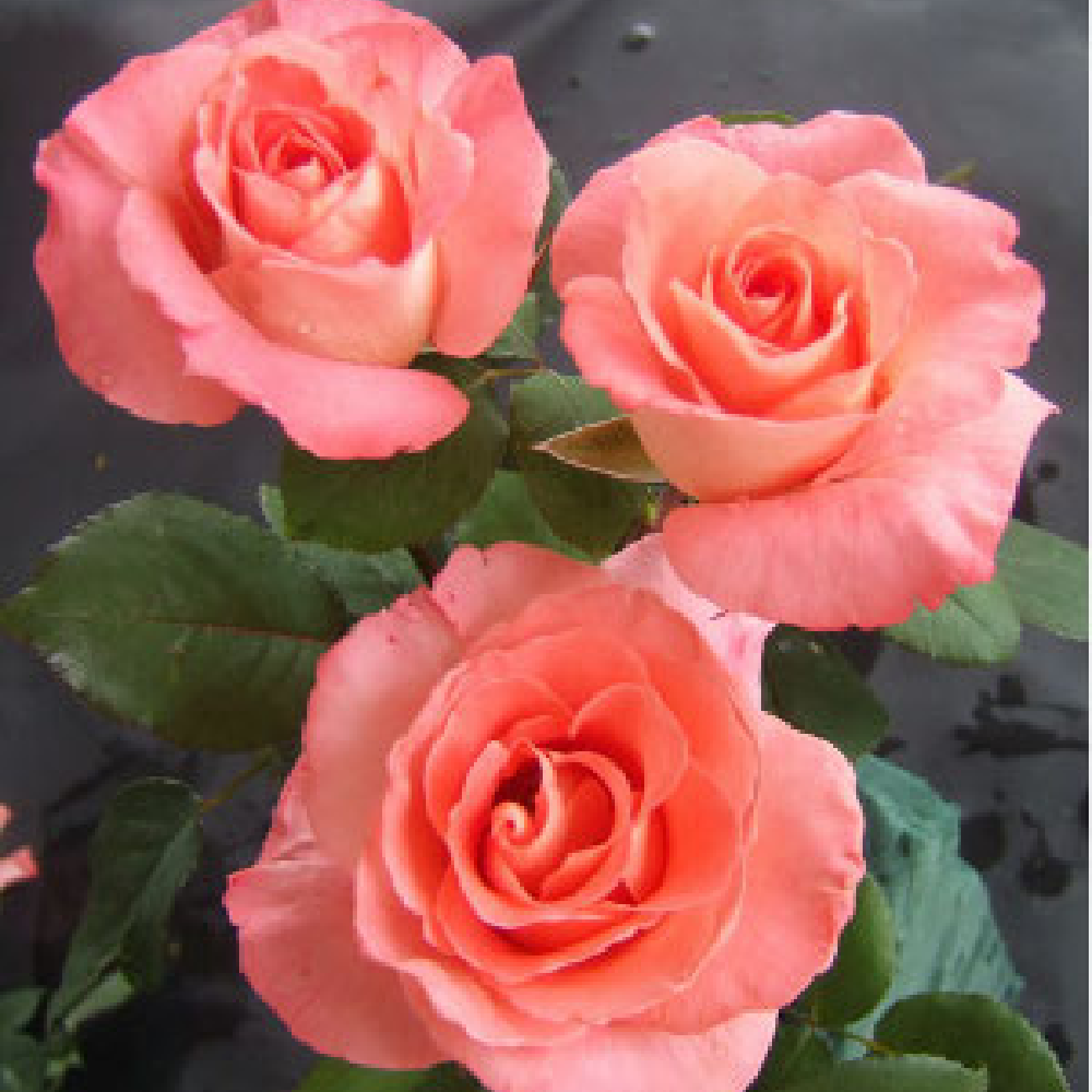 Роза Престиж де Лион чайно-гибридная 1шт. /Prestige de Lyon  /20