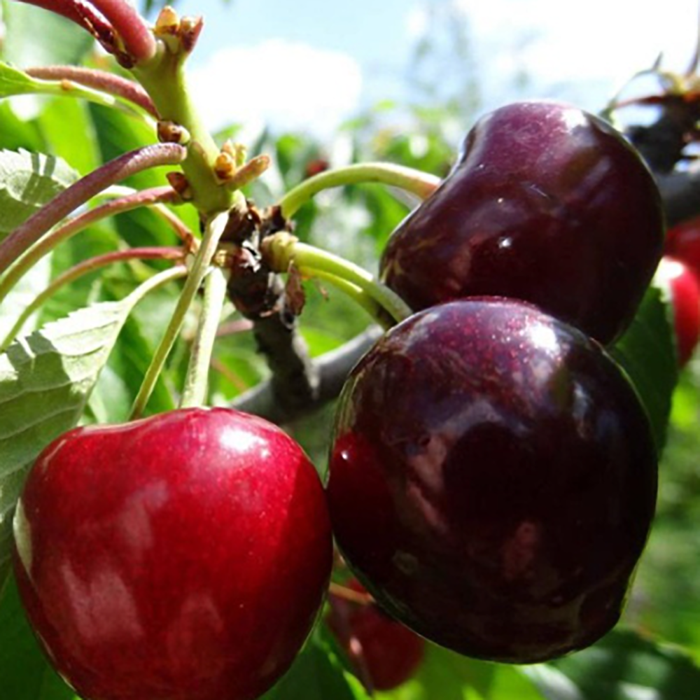 Вишня Эффектная (Дюк) (вишня х черешня)