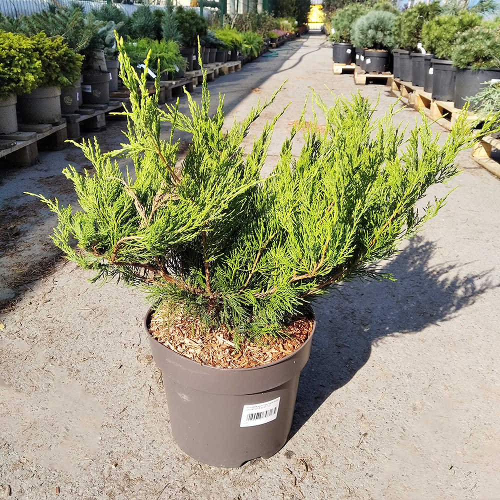 Можжевельник Пфитцера Минт Джулеп С7,5 (высота 30-40см) 1шт/Juniperus pfitzeriana Mint Julep