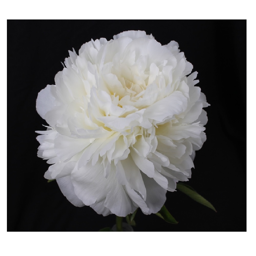 Пион Молочноцветковый Айвори Виктори 1шт /Paeonia Ivory Victory