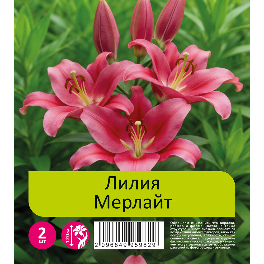 Лилия Мерлайт 2шт 20/22 ТА-гибрид / Lilium Merlingh