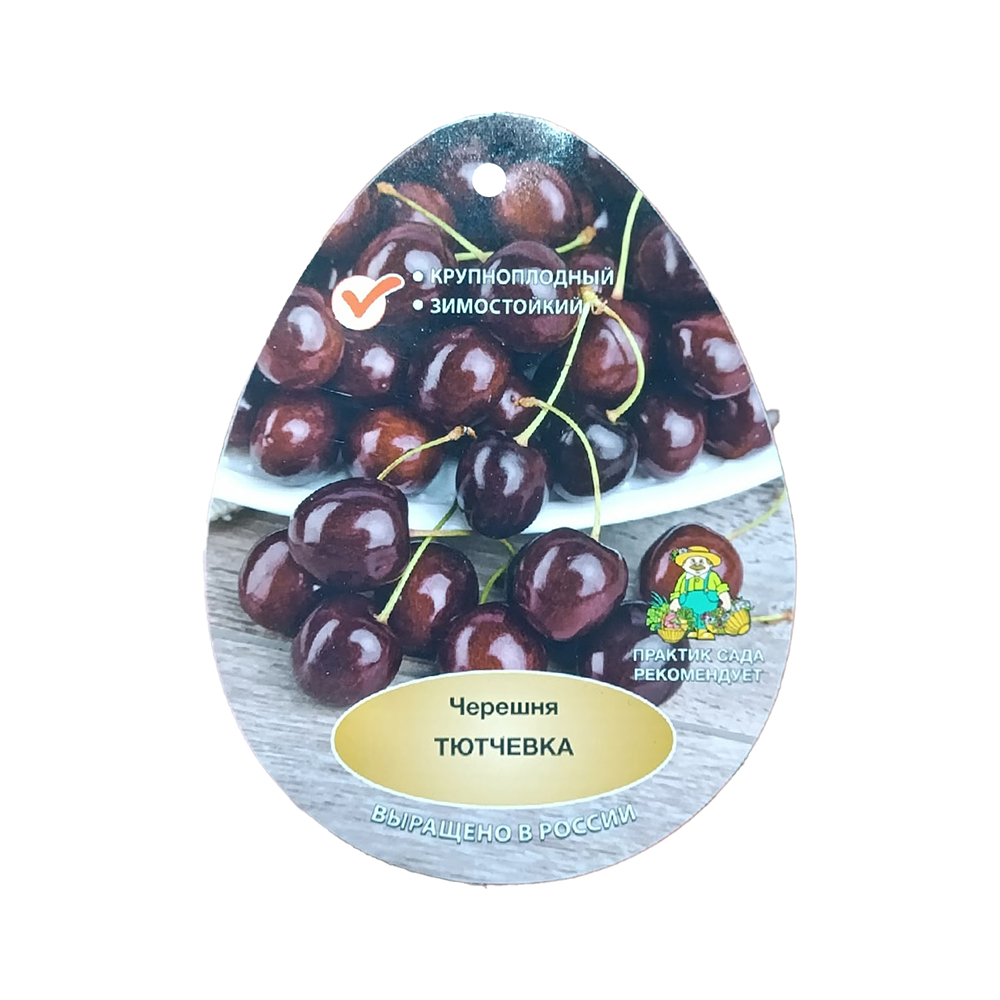 Черешня Тютчевка 2-х лет (клоновый подвой ВСЛ-2, в сетке)  1шт