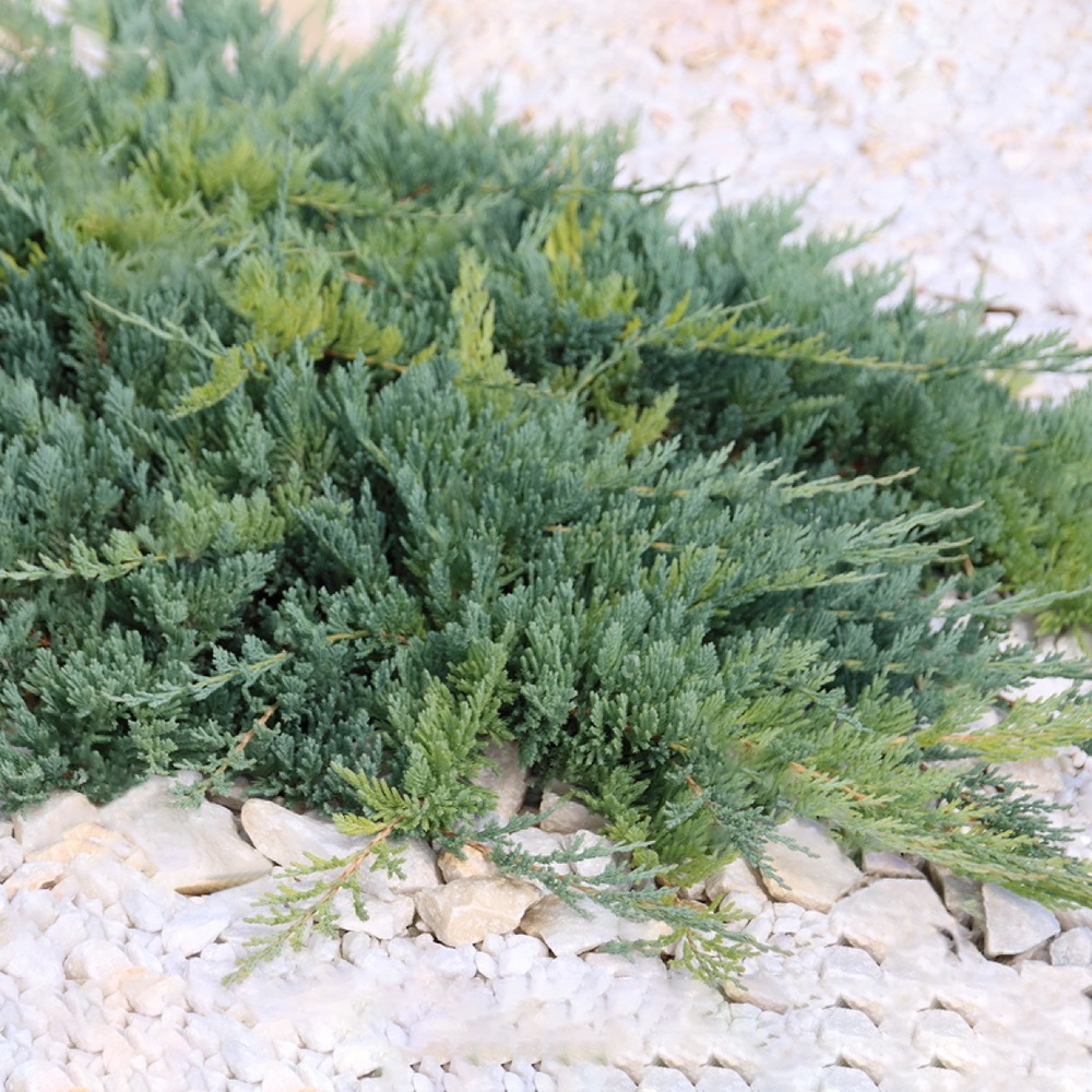 Можжевельник горизонтальный Блу Чип в горшке 7,5л (высота 40-50см) 1шт/ Juniperus horizontalis Blue Chip