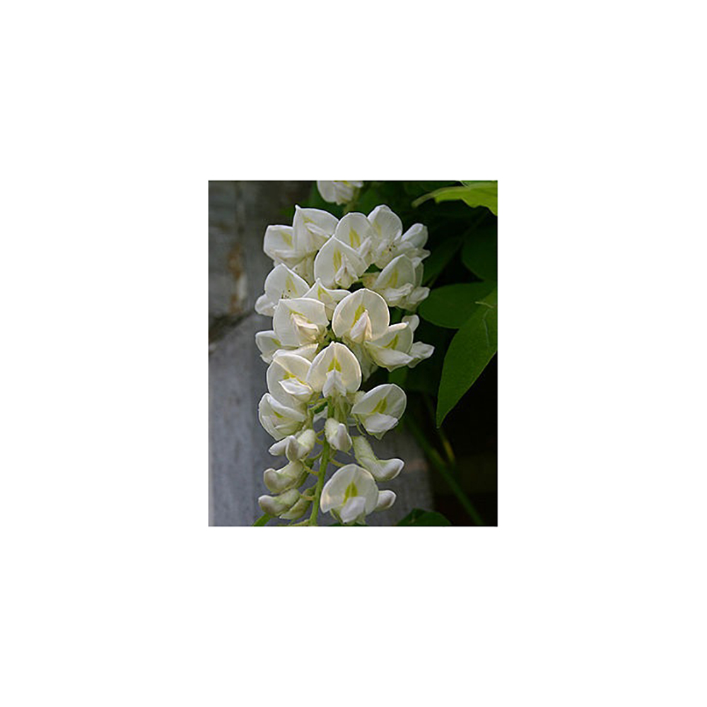 Глициния макростахия Клара Мак С2 1шт/Wisteria macrostachya Clara Mack