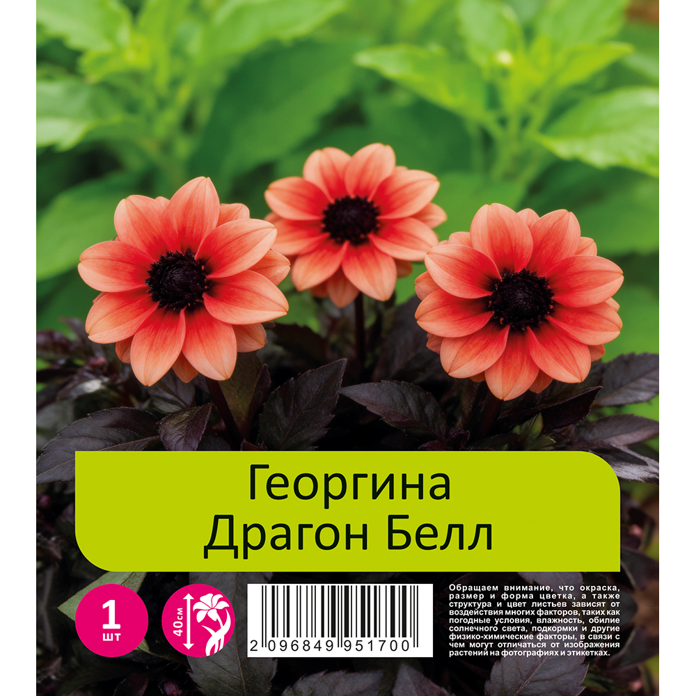 Георгина Драгон Белл 1шт /Dahlia Dragon Ball