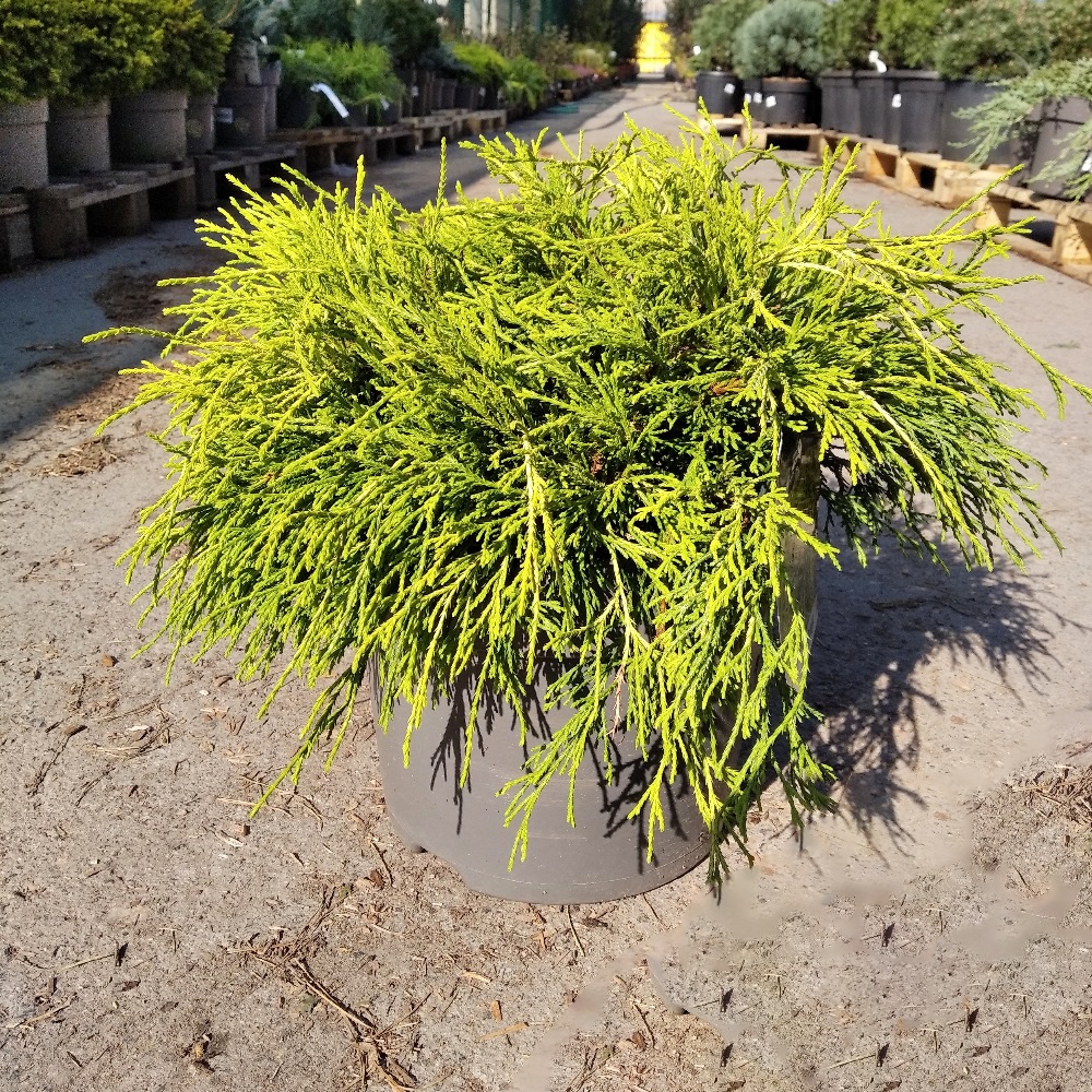Кипарисовик горохоплодный СанГолд С7,5 1шт / Chamaecyparis pisifera Sungold