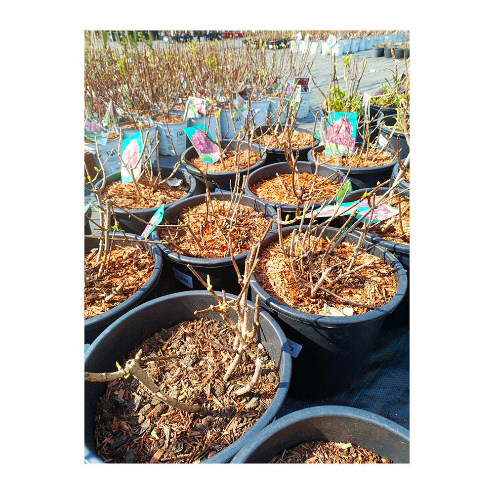 Гортензия метельчатая Петит Стар С16 1шт/Hydrangea paniculata PETITE STAR