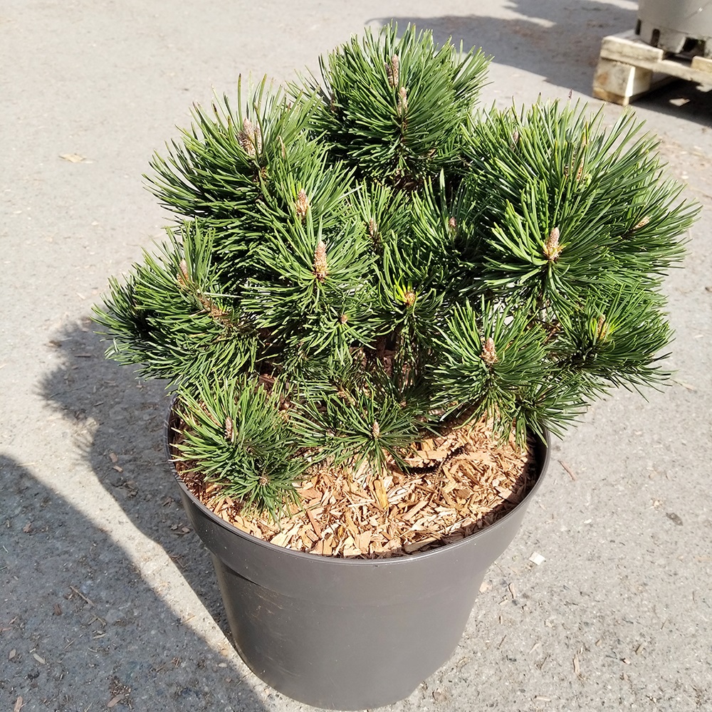 Сосна горная Лимерик С7,5 (высота 25-30см) 1шт/Pinus mugo Limerick