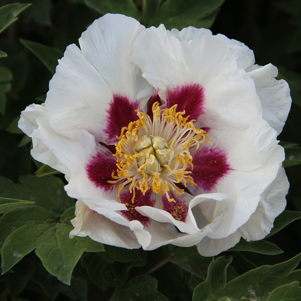 Пион древовидный Рубиновый нефрит 1шт /Paeonia Jing Yu Hong (Цзин Юй Хонг)