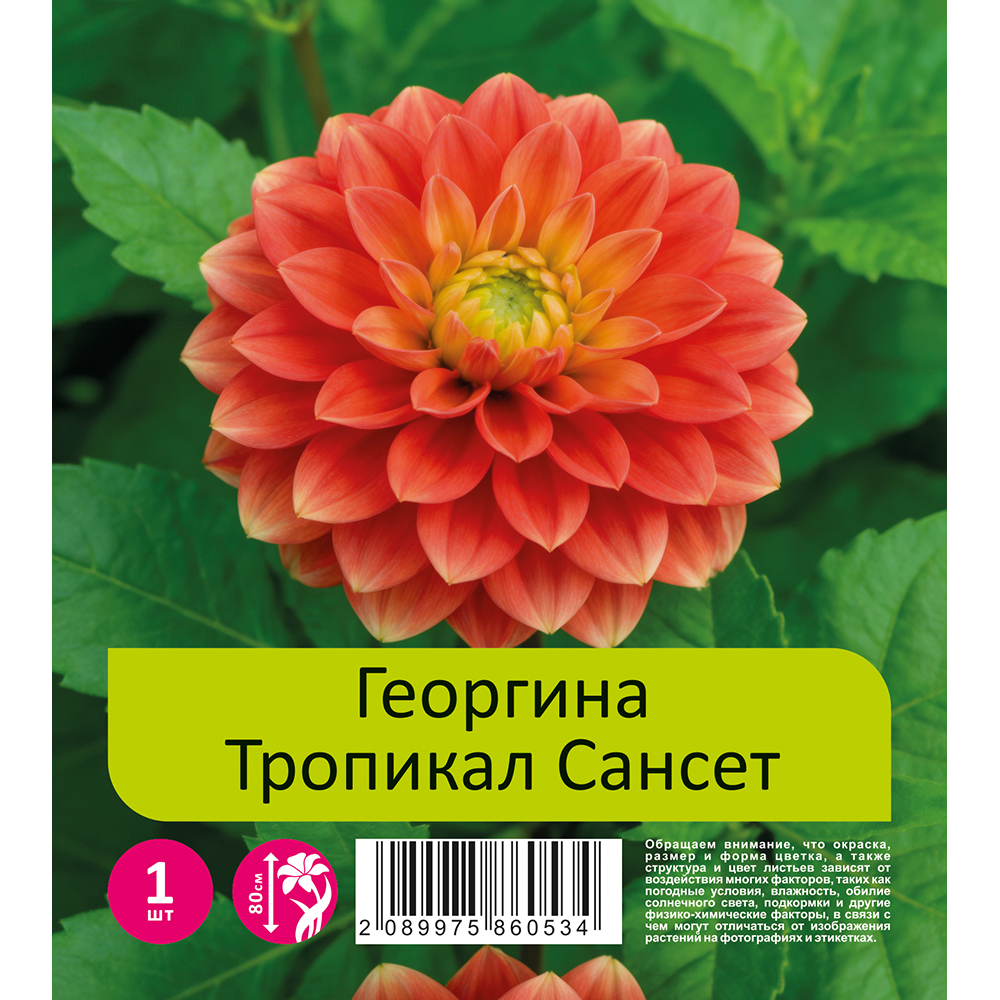 Георгина Тропикал Сансет 1шт/Dahlia Tropical Sunset