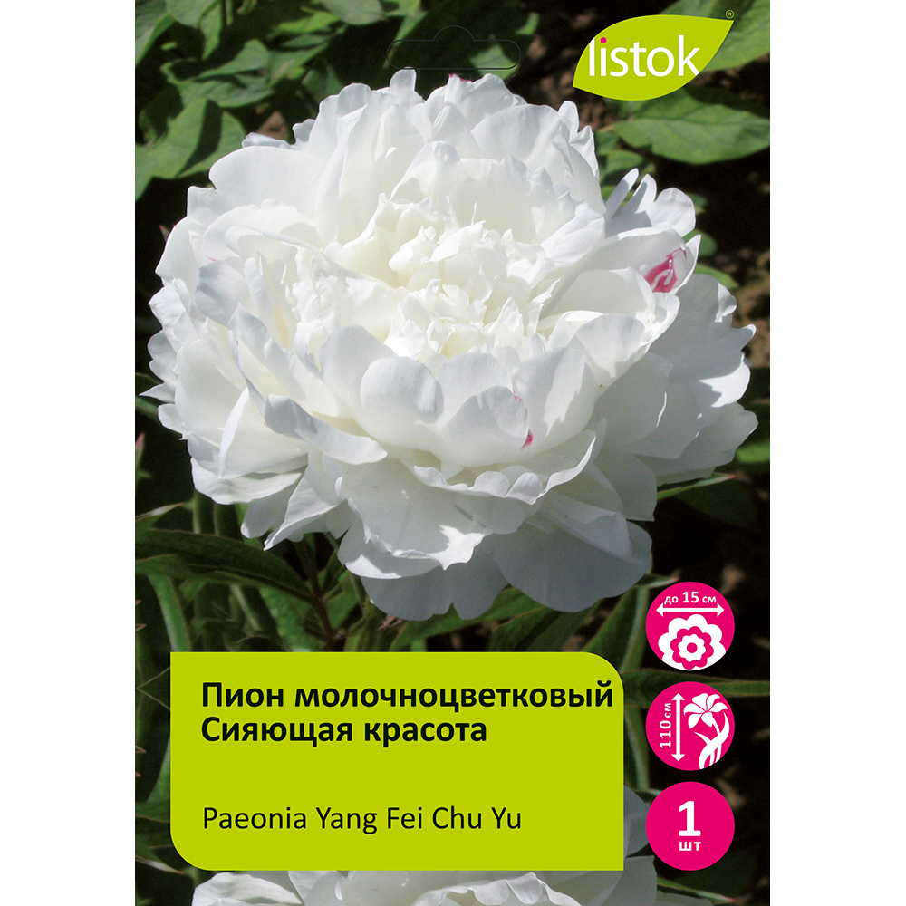 Пион молочноцветковый Сияющая красота 1шт/Paeonia Yang Fei Chu Yu (Ян Фэй Чу Ю)
