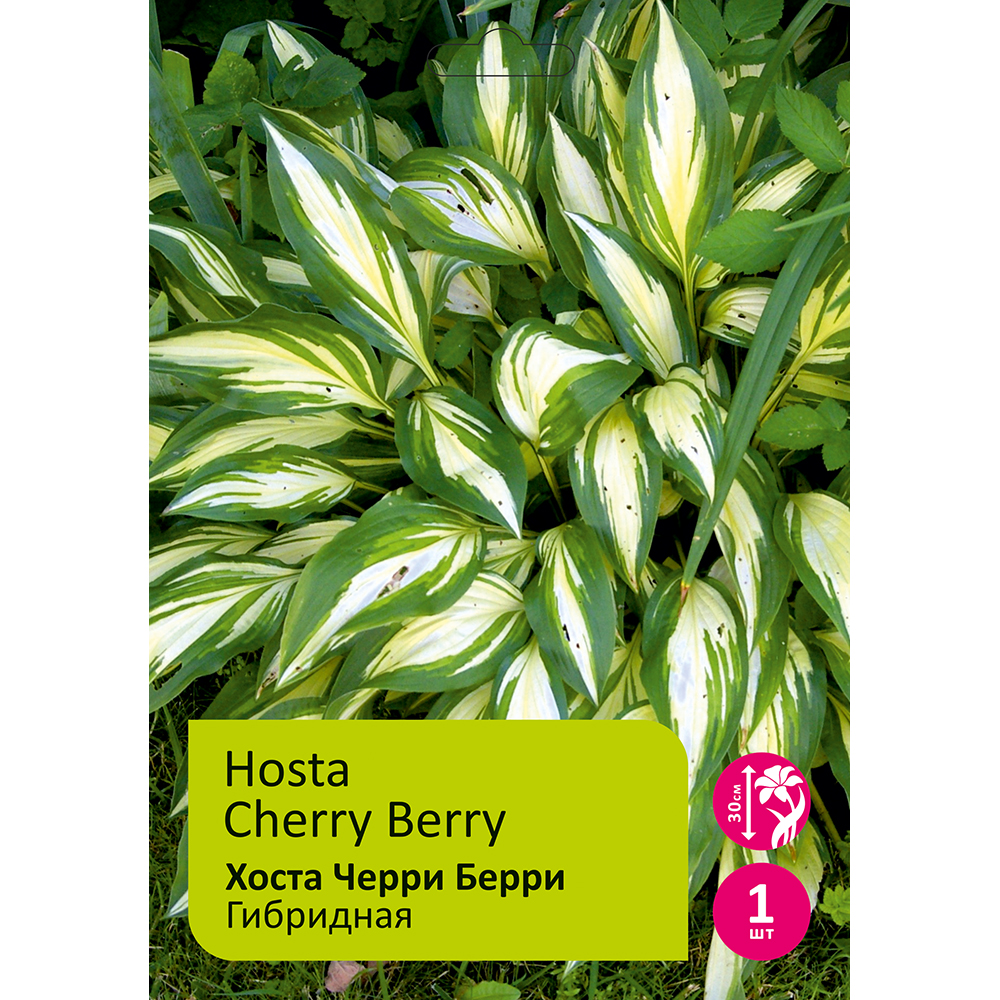 Хоста Черри Берри гибридная 1шт /Hosta Cherry Berry