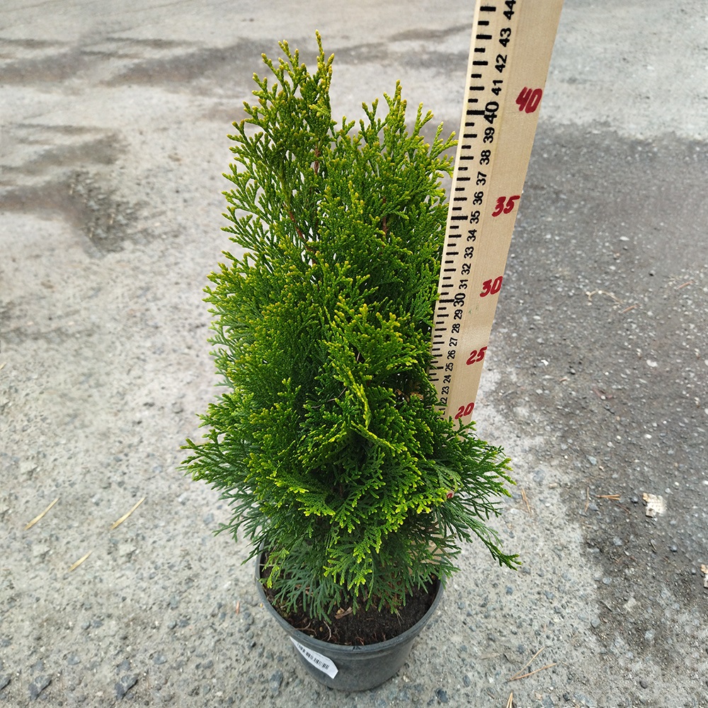 Туя западная Смарагд  С2 1шт/Thuja occidentalis Smaragd