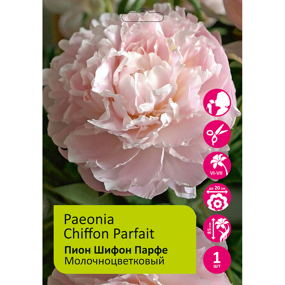 Пион молочноцветковый Шифон Парфе 1шт 2/3/ Chiffon Parfait(Xue fang dong gao/Сюэ Фан Дон Гао)