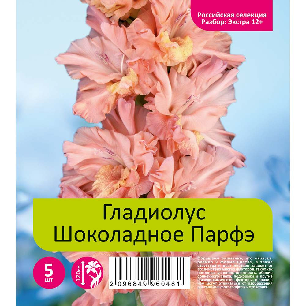 Гладиолус Шоколадное Парфэ 5шт (разбор экстра  12+)