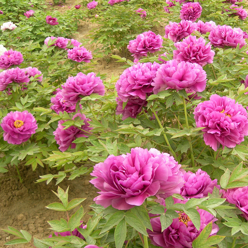 Пион древовидный Перекрывающееся облако 1шт/Paeonia Die yun (Overlap cloud)(Дие Юнь)