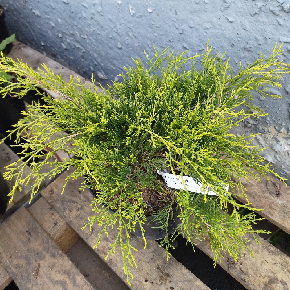 Можжевельник средний Голд Кост H 20-40 см в горшке 5 л  1шт