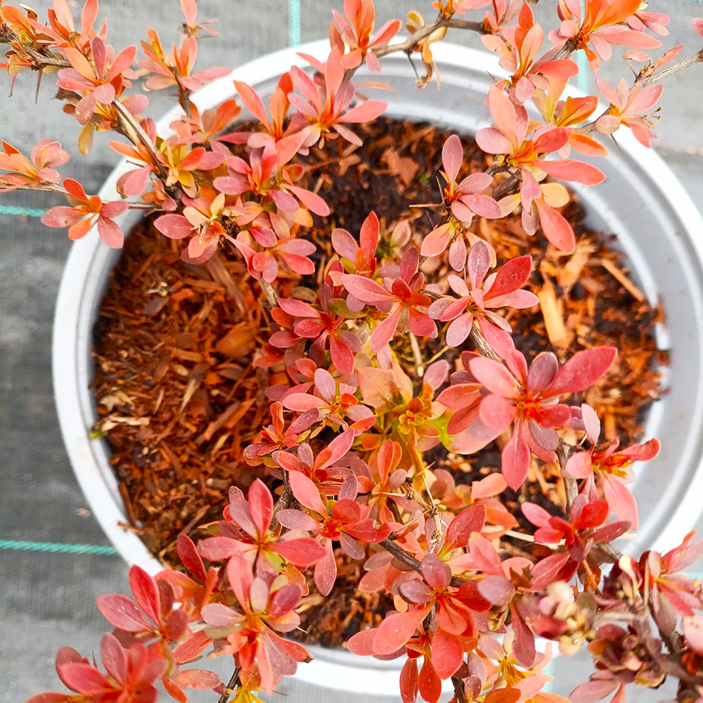 Барбарис Тунберга Оранж Альф С3 1 шт/Berberis thunbergii Orange Alf
