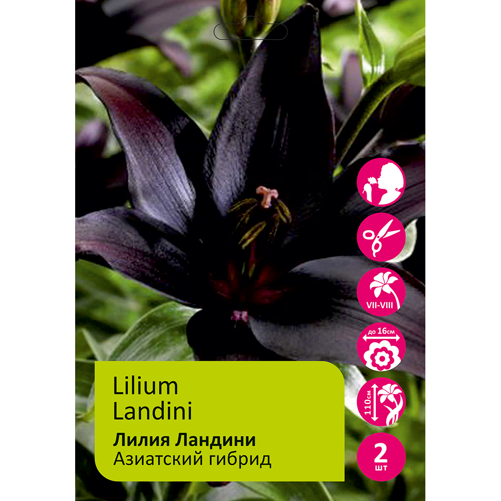 Лилия Ландини 2шт 14/16/Lilium Landini