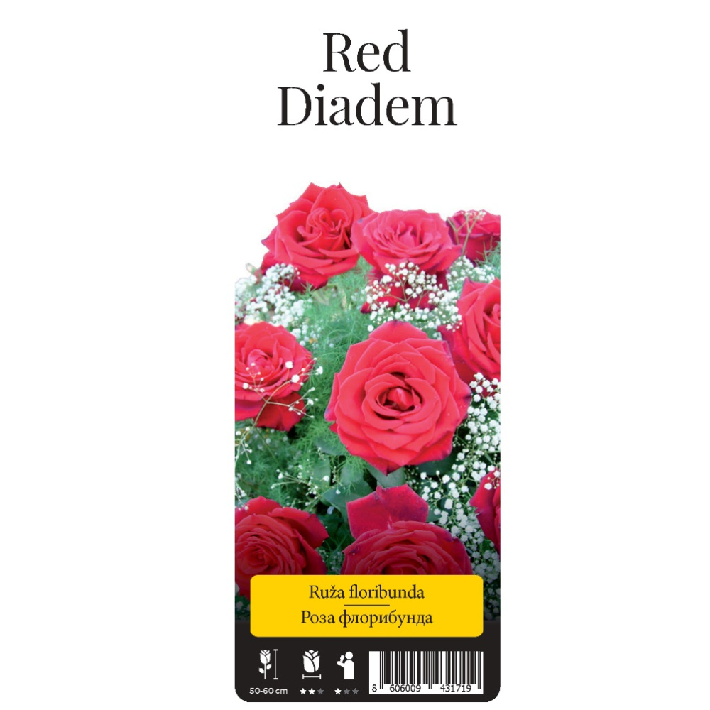 Роза Ред Диадем флорибунда 1шт. /Red Diadem /20