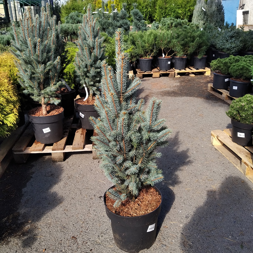 Ель колючая Изель Фастигиата в горшке 15л (высота 70-80см) 1шт /Picea pungens Iseli Fastigiate