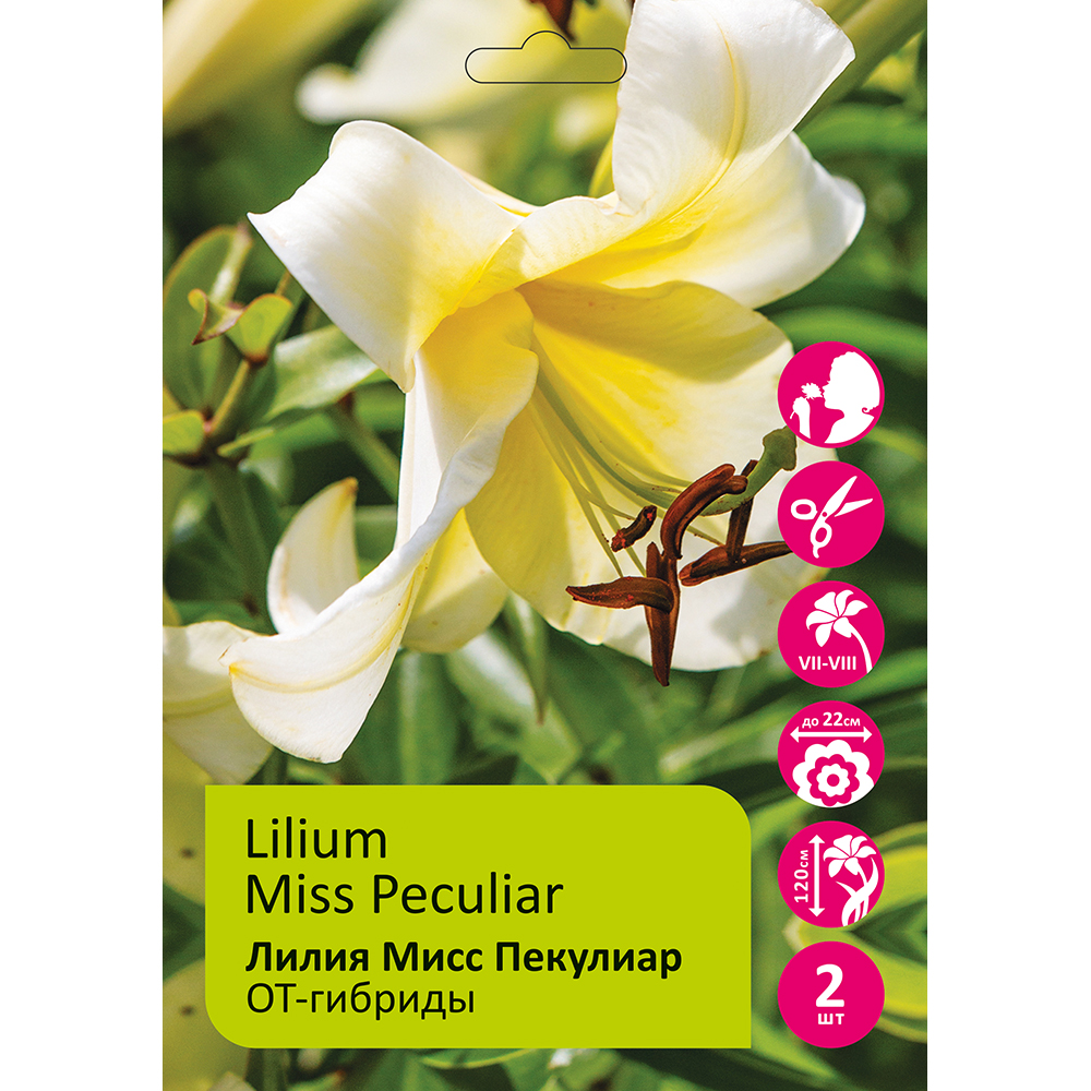 Лилия Мисс Пекулиар 2шт 14/16/Lilium Miss Peculiar