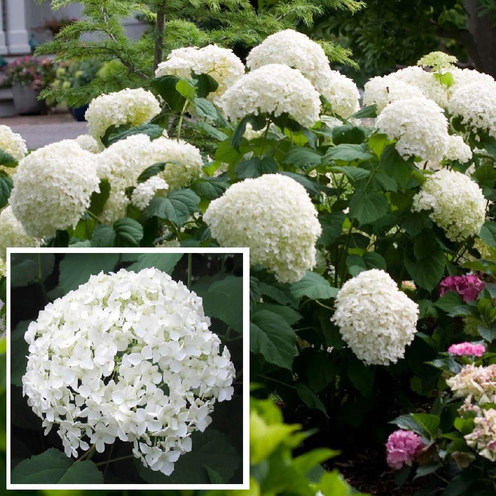 Гортензия древовидная Аннабель Р9 1шт/Hydrangea arborescens Annabelle