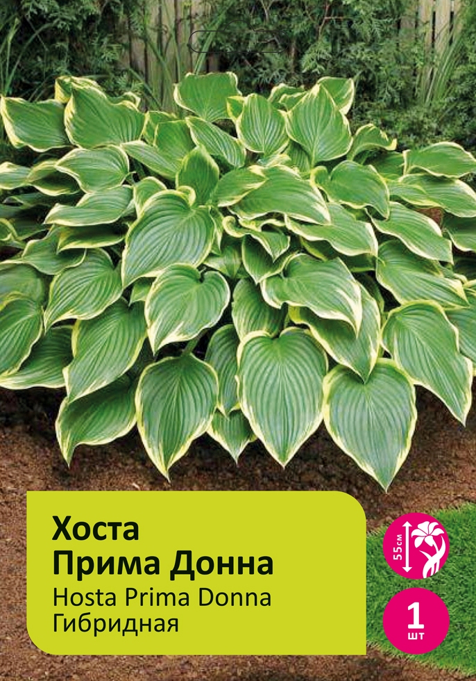 Луковичные Хоста Прима Донна 1шт /Hosta Prima Donna