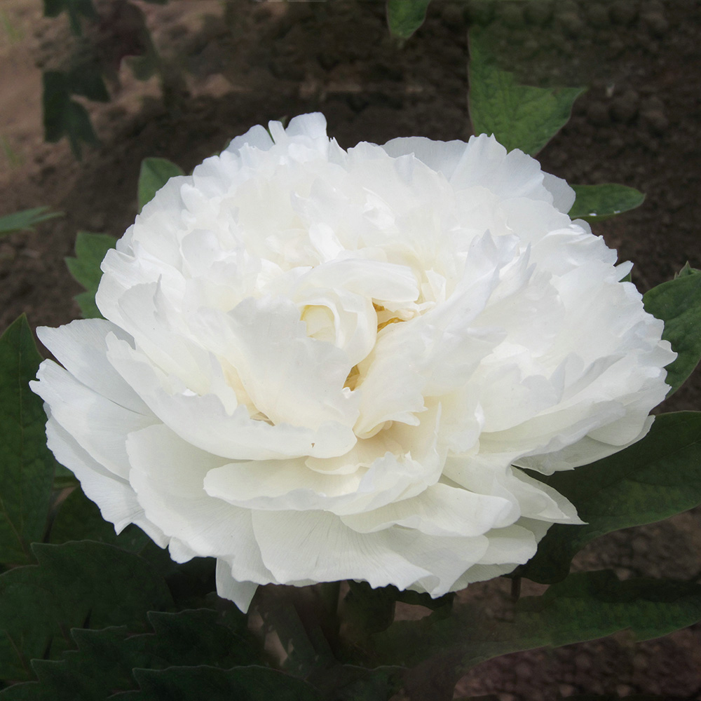 Пион древовидный Тишина горных изумрудов 1шт/ Paeonia Jing Shan Fei Cui (Цзин Шань Фэй Цуй)