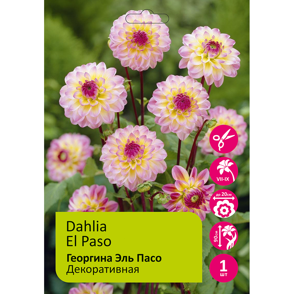 Георгина Эль Пасо 1шт/Dahlia El Paso