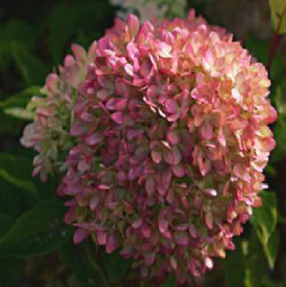 Гортензия метельчатая Жемчужина фестиваля 1шт