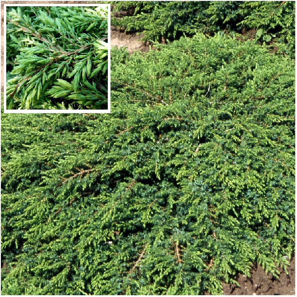Можжевельник обыкновенный Грин Карпет С5 1шт/Juniperus communis Green Carpet