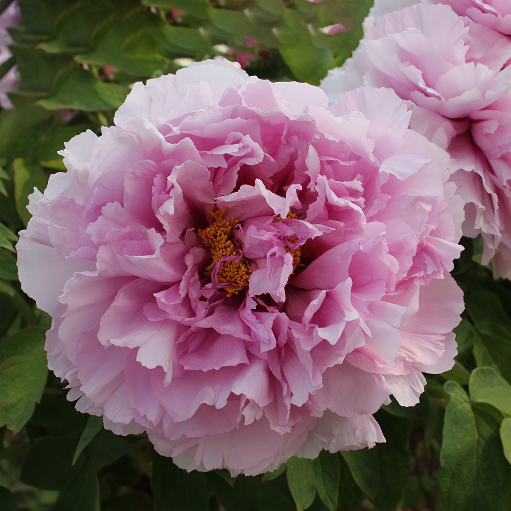 Пион древовидный Сапфир 1шт/Paeonia Lan Bao Shi’ (Sapphire)(Лань Бао Ши)