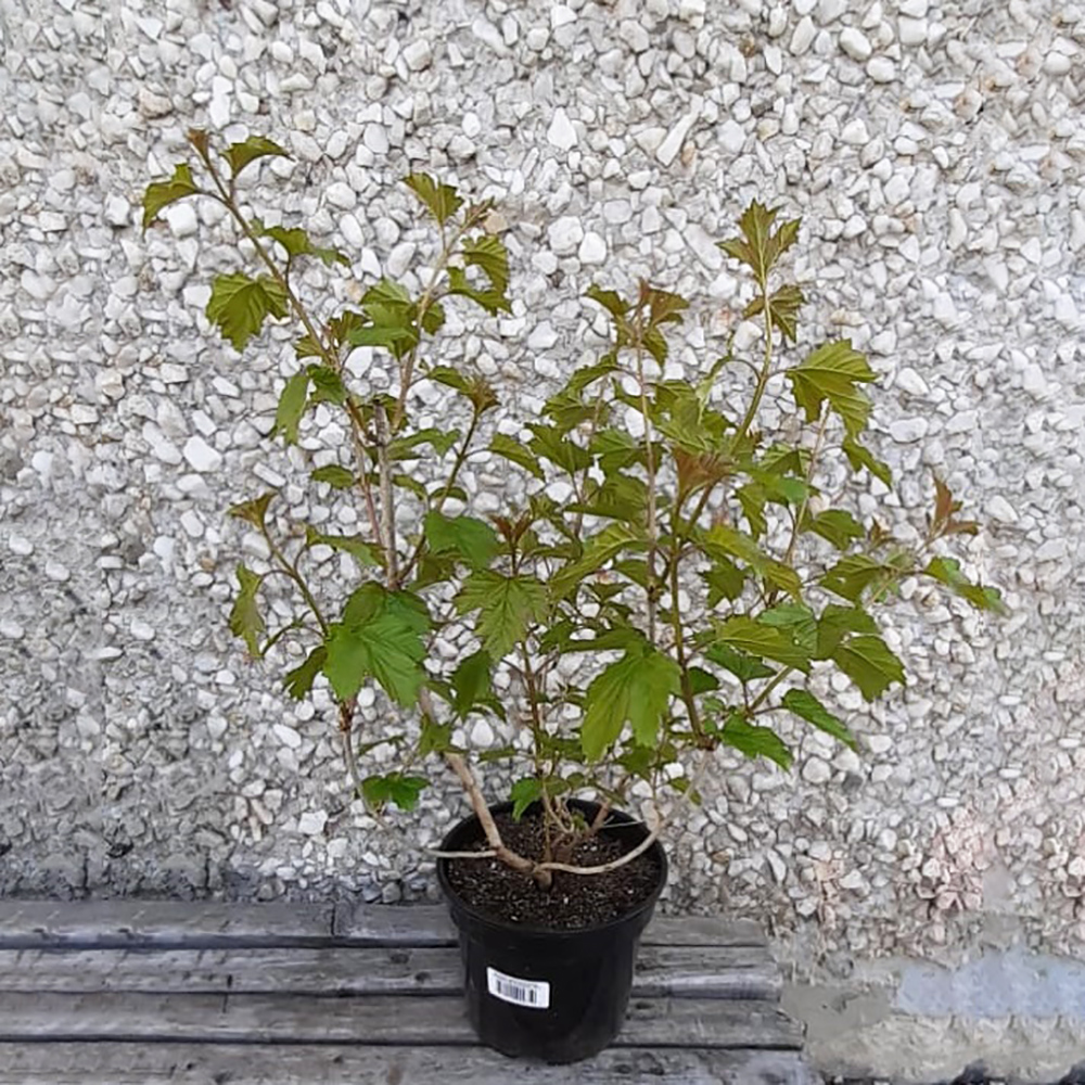 Калина обыкновенная Розеум С3 20-30 1шт/ Viburnum opulus Roseum