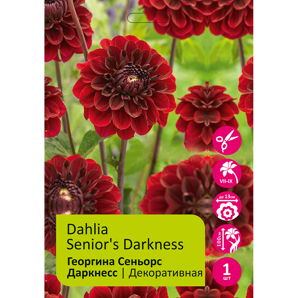 Георгина Сеньорс Даркнесс(Синиорс Даркнесс) 1шт/Dahlia Senior's Darkness
