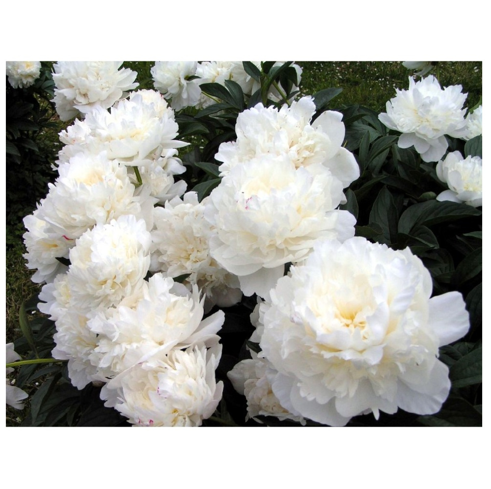 Пион молочноцветковый Келвейс Глориус 1шт/ Paeonia Kelway's Glorious