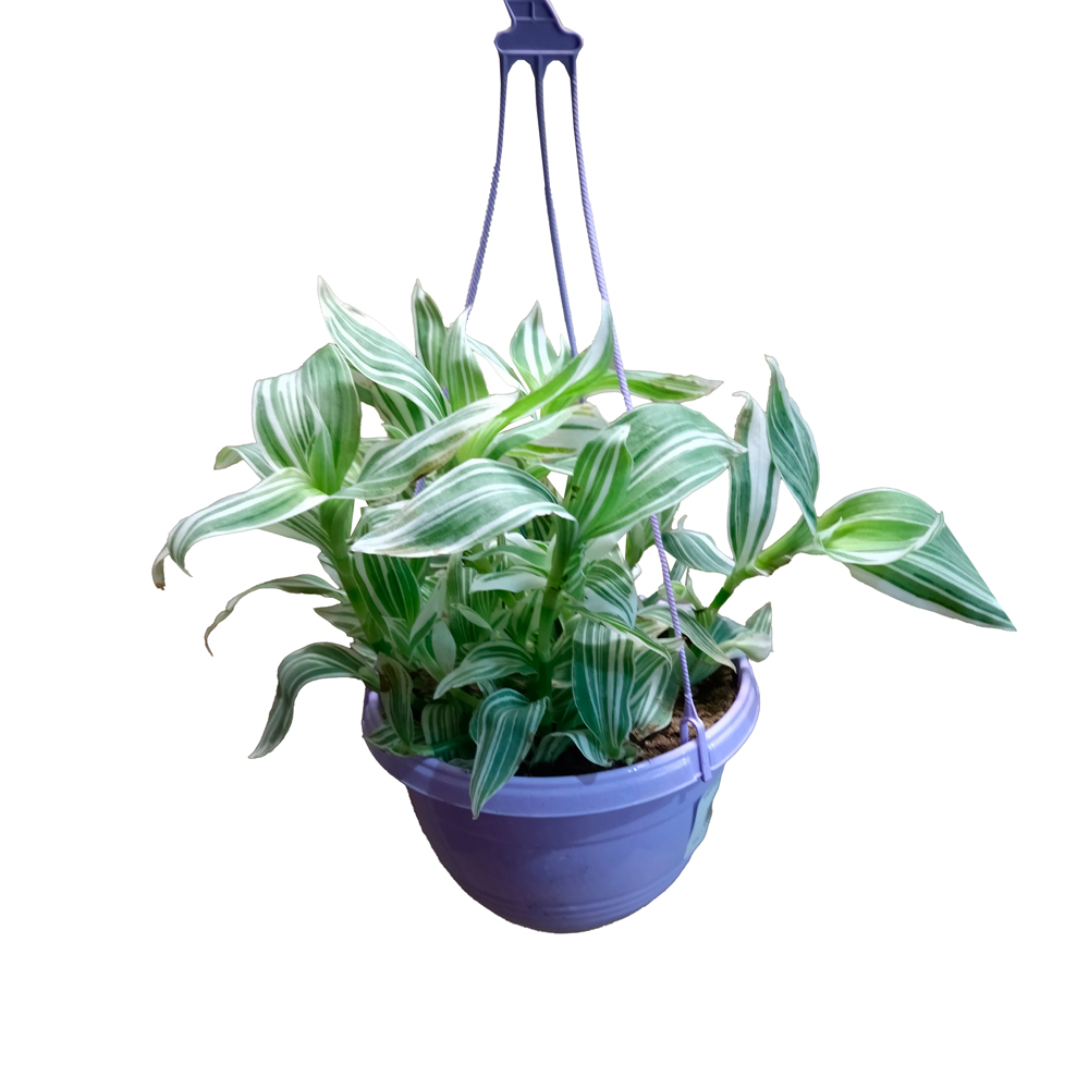 Традесканция Альба в подвесном кашпо 2,4л/ 1