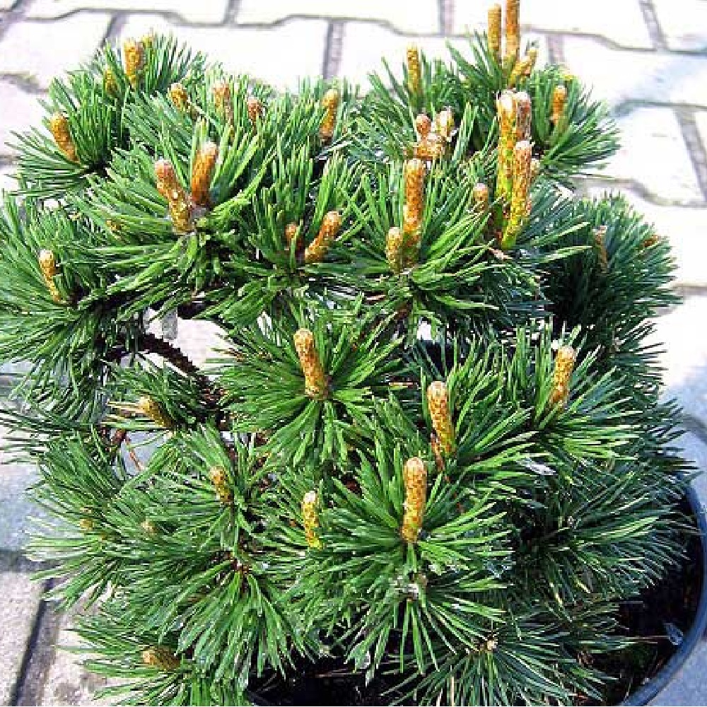 Сосна горная Гном H20-40 в горшке 5 л  1шт