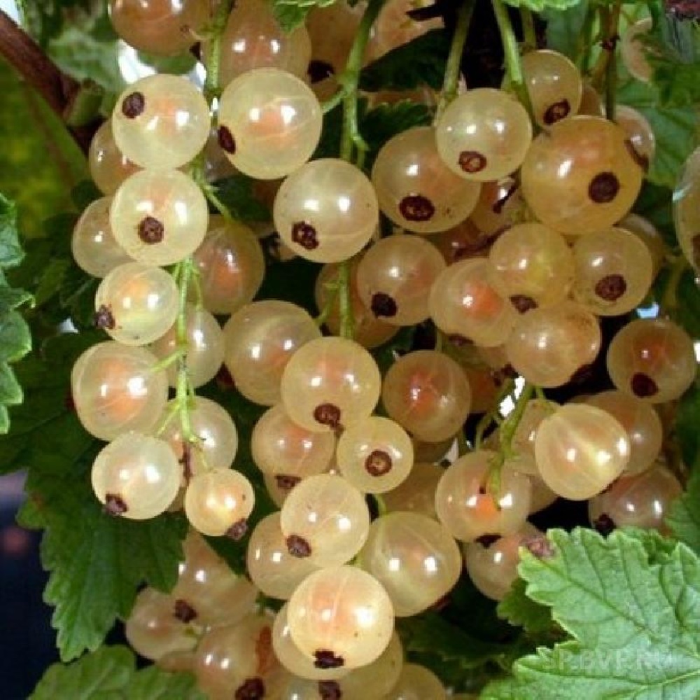 Смородина белая Версальская 1шт