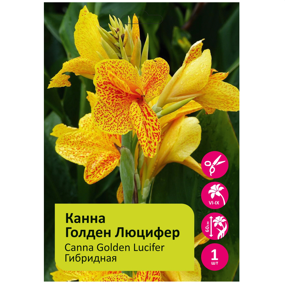 Канна Голден Люцифер 1шт/Canna golden lucifer