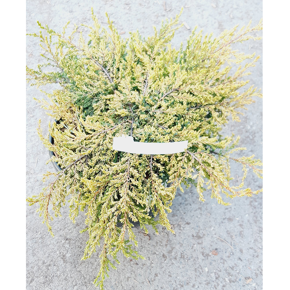 Можжевельник обыкновенный Голдшатц  С8 H30-40см 1шт