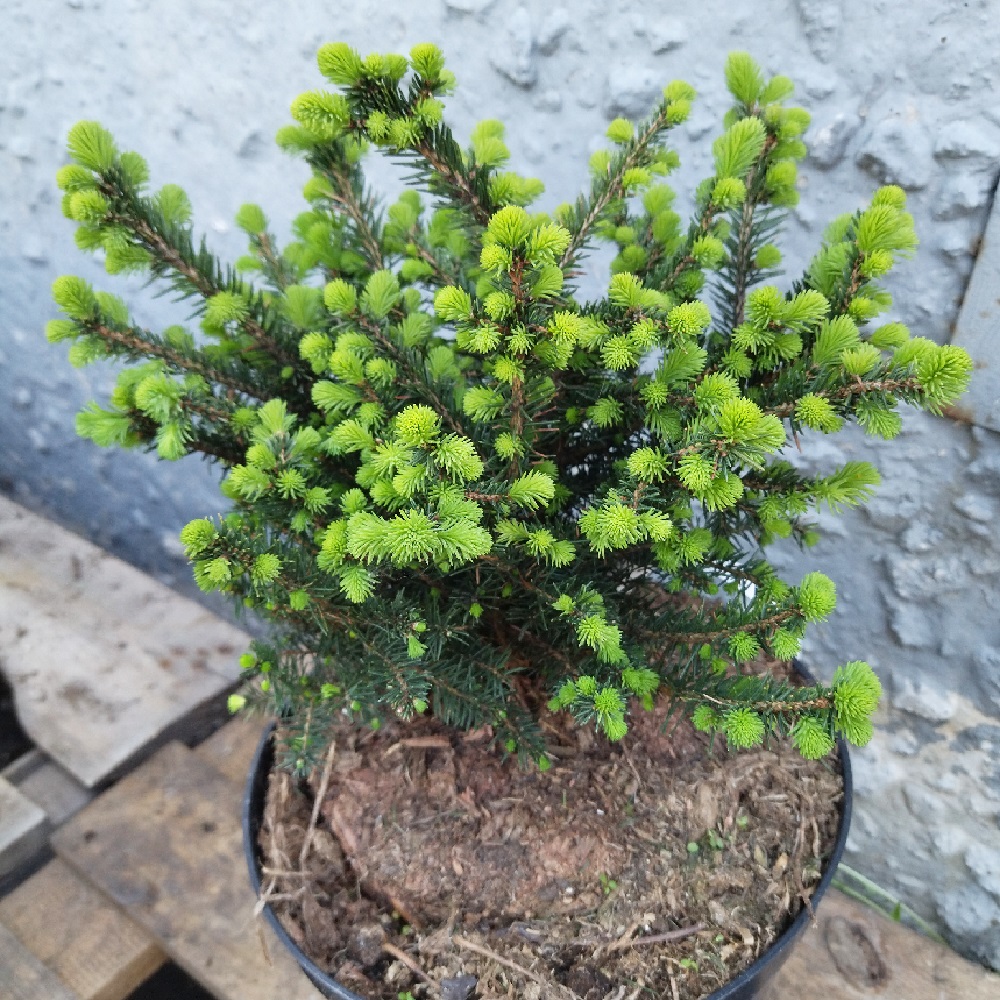 Ель сербская Карел Н 20-40 см, в горшке 5 л  1 шт