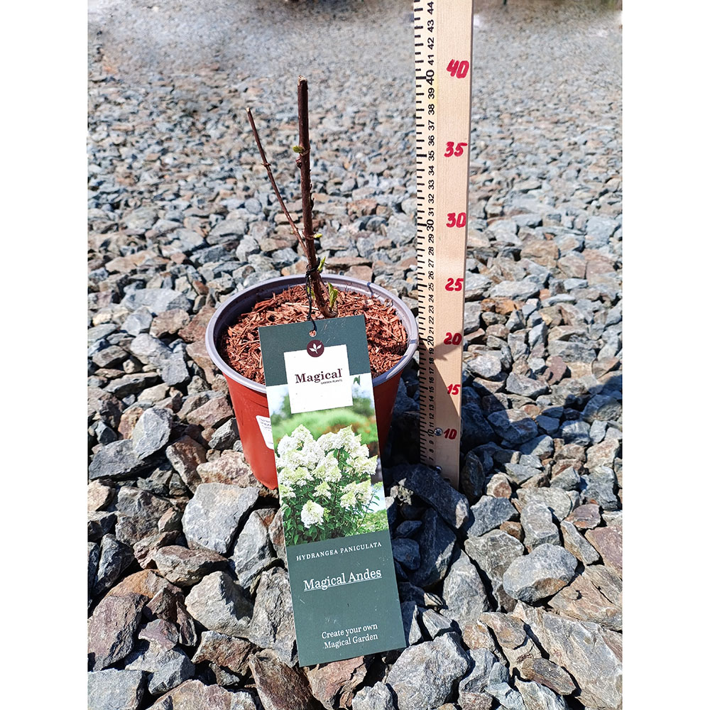 Гортензия метельчатая Мэджикал Андес С3 1шт/Hydrangea paniculata MAGICAL ANDES