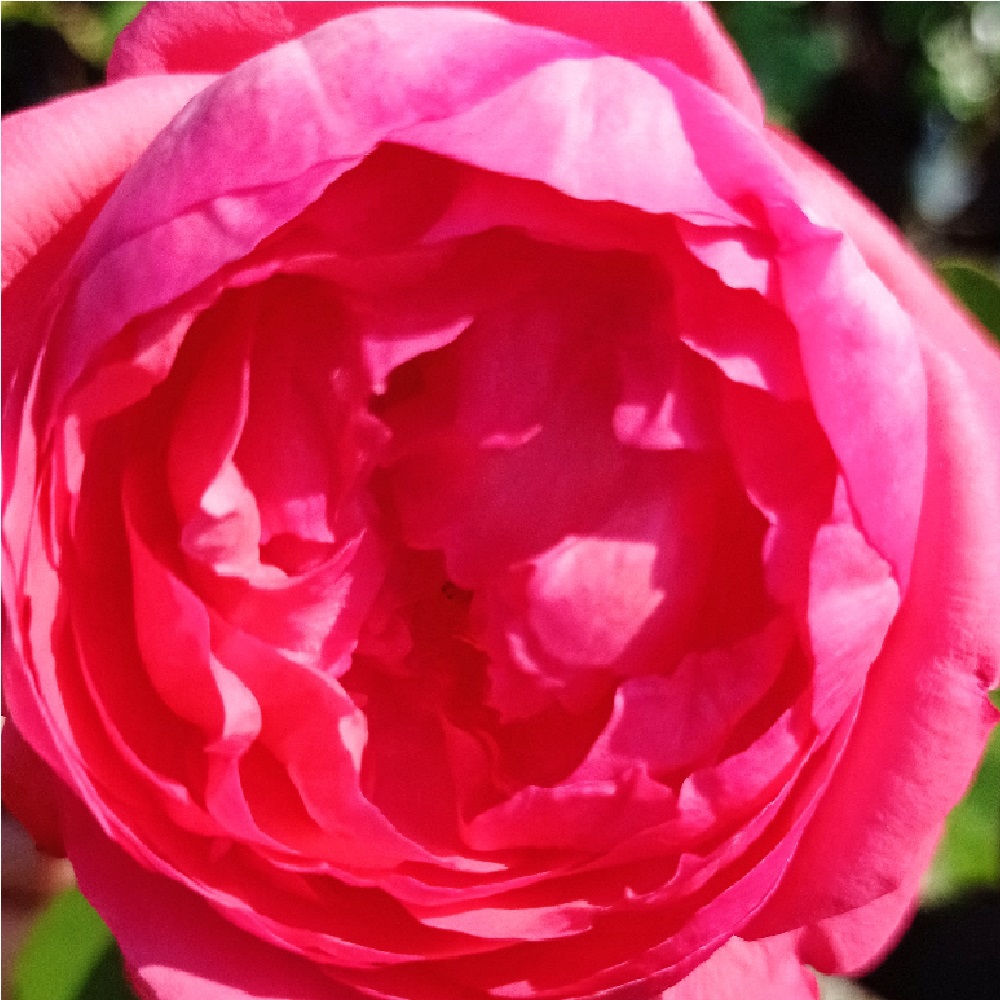 Роза Пантер Роуз чайно-гибридная 1шт. /Panthere Rose /20