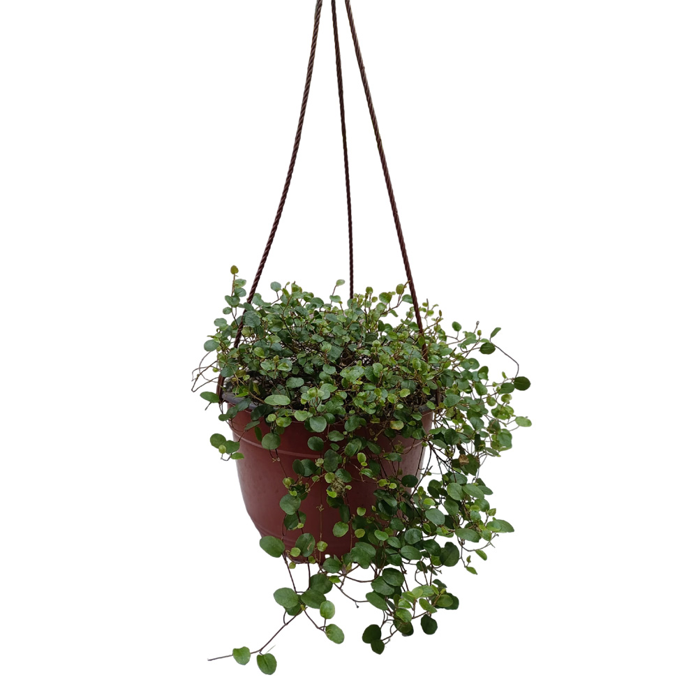 Мюленбекия в подвесном кашпо d 16