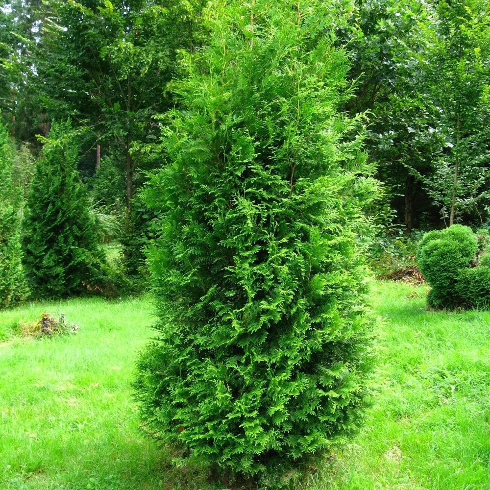 Туя западная Брабант  С2-3 1шт / Thuja occidentalis Brabant 