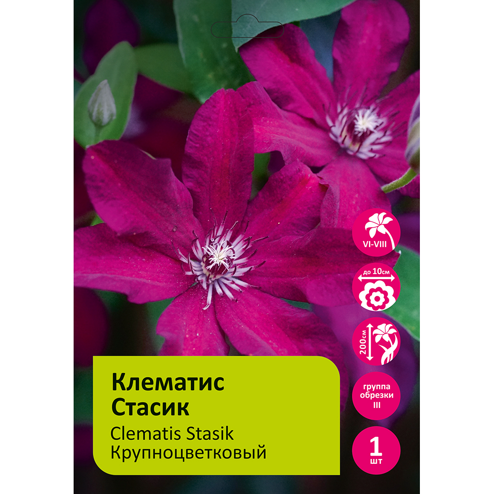 Клематис Стасик 1шт. гр.обрезки 3 /Clematis Stasik