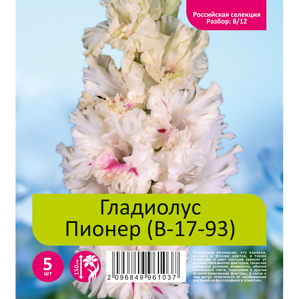 Гладиолус Пируэт 5шт (разбор 8/12)